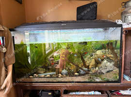 Fish tank all included