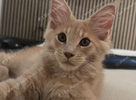 Maine coon kittens
