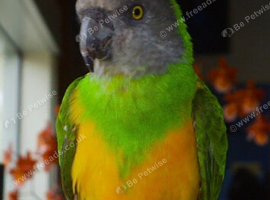 Tame male orange belly senegal parrot.