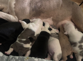 Beautiful American Bulldog Puppies &ndash; Family Raised