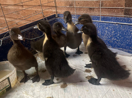 Ducklings available