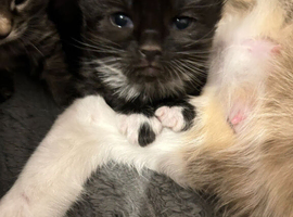 Beautiful long haired kittens