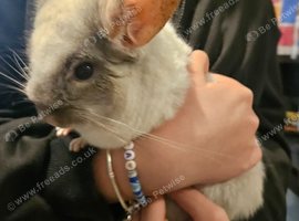 URGENT chinchilla needs home
