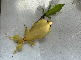 Rare yellow pair of Leaf insects (Phyllium letiranti "Tataba") plus eggs