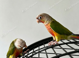 Bonded Pair of Pineapple Conures