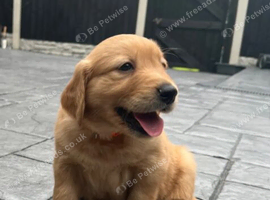 Beautiful Golden Retriever Puppies  Loving, Loyal & Ready for Forever Homes