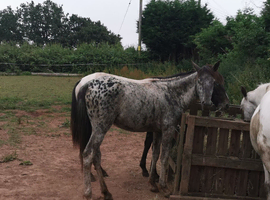 2 year old filly apploosa