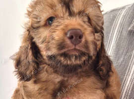 SWEETEST LITTLE BOY LEFT READY FOR NEW HOME