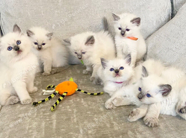 Ragdoll kittens viewings welcome