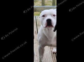 White&blue staffy