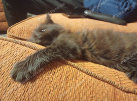 1 female brown maincoon kitten looking for her forever home