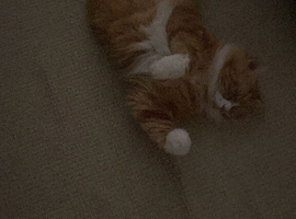 Male ginger cat ready to leave now