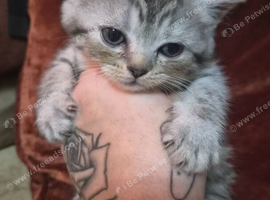 Kittens 1 girl chinchilla Persian