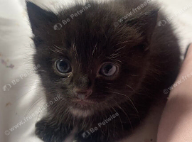 Russian blue tabby girl