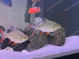 Tin Foil Barbs