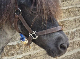 Miniature Shetland Mare (Broodmare)
