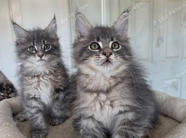 Maine coon kittens