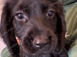 Beautiful 8 week old cocker spaniel puppies