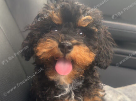 Cavapoo puppy