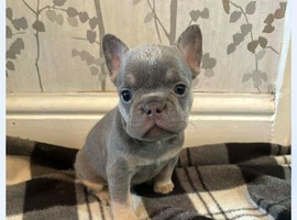 French Bulldog Puppies &ndash; Blue & Tan (10 weeks old)