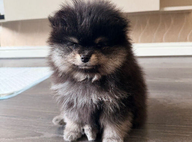 Luxury Pomeranian Puppy Boy