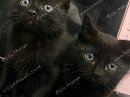 Half rag doll kittens