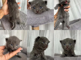 5 Little Kittens Looking for Their Forever Homes