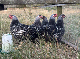 Silver Wyndotte large fowl pair