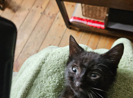 Kittens for good homes