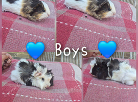 Baby guinea pigs