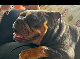 Stunning Blue and tan tri K.C reg girl