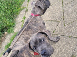 18 month old brindle cane corso stud available