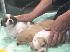 Shih tzu / Jack russell male