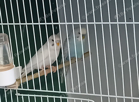 Budgies