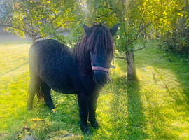 Miniature Shetland