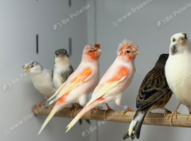 Harlequin canaries