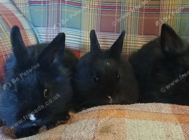 Netherlands dwarf x lionhead babies.
