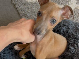 Italian Greyhound puppy