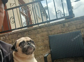 6 year old female poppy