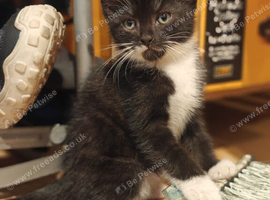 Adorable Kittens Looking for Their Forever Homes! We are happy to announce that 5 sweet, healthy, and playful kittens are now ready to find their lovi