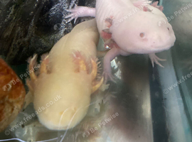 AXOLOTLS FOR SALE