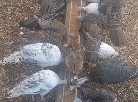 Male turkeys &pound;30 each