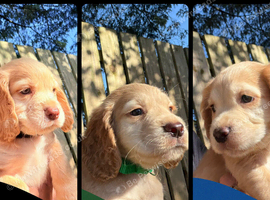 KC Registered Cocker Spaniel