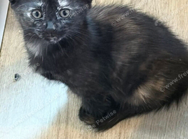 8 beautiful kittens 8 wks old