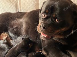 Kc Registered Rottwiler puppies