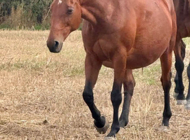 Exceptional Performance-Bred Broodmare