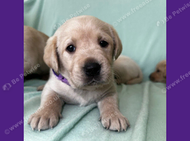 Gorgeous Goldador Puppies