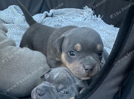 Pocket bully pups for sale