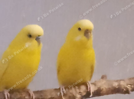 1 pair of budgies