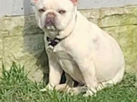 make french bulldog